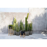 Black terracotta planter on teak branch stand